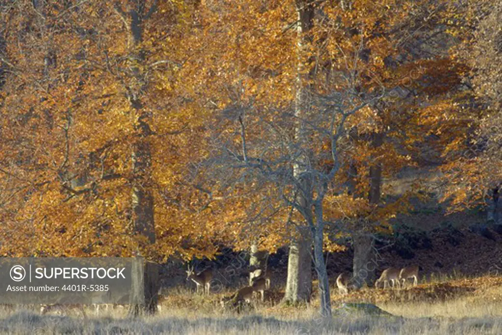 Fallow deers in the forest, Sweden.
