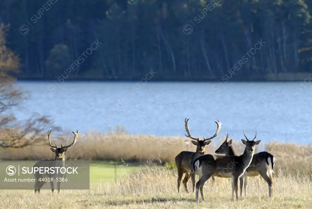 Fallow deers by a lake, Sweden.