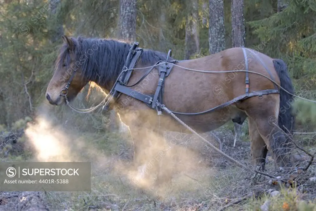 A horse working in the forest, Sweden.