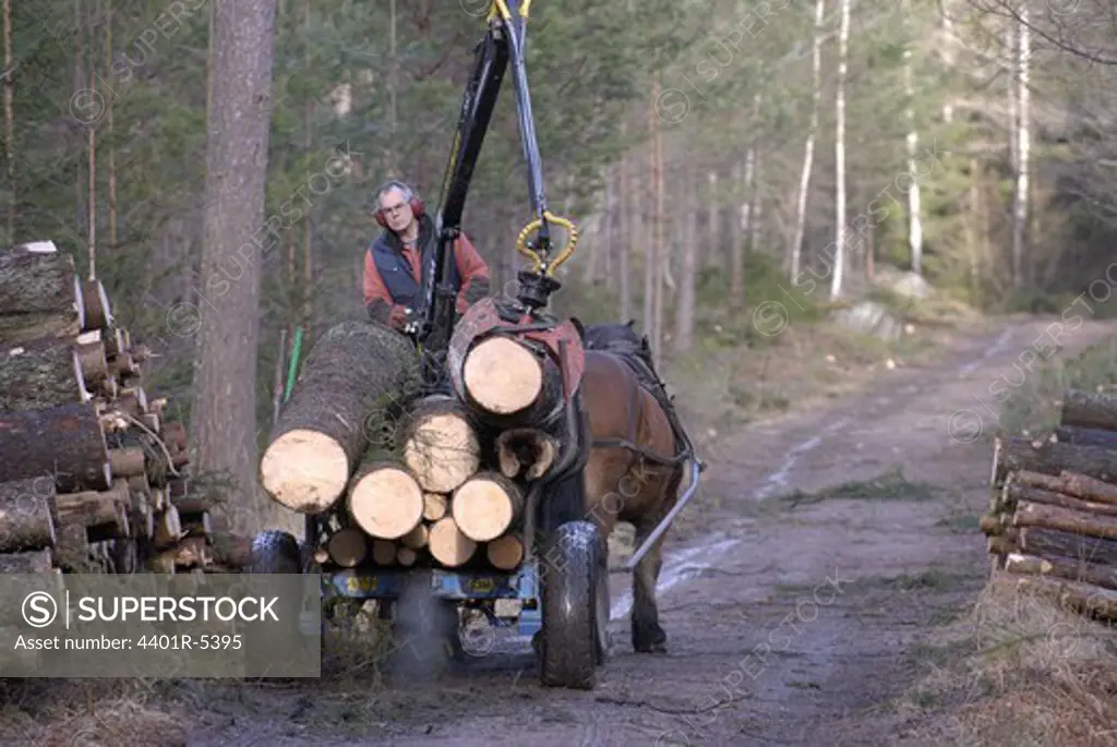 A woodman and horses working in the forest, Sweden.