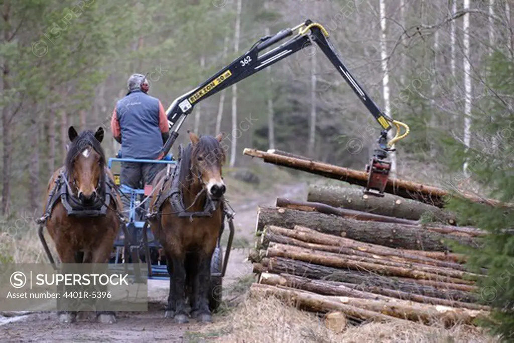 A woodman and horses working in the forest, Sweden.