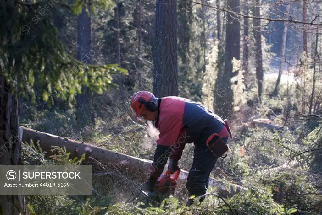 A woodman working in the forest, Sweden.