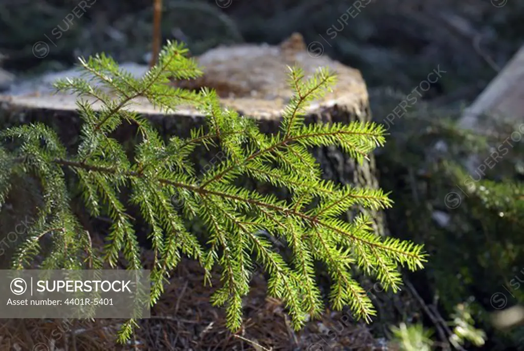 A stump of a spruce.