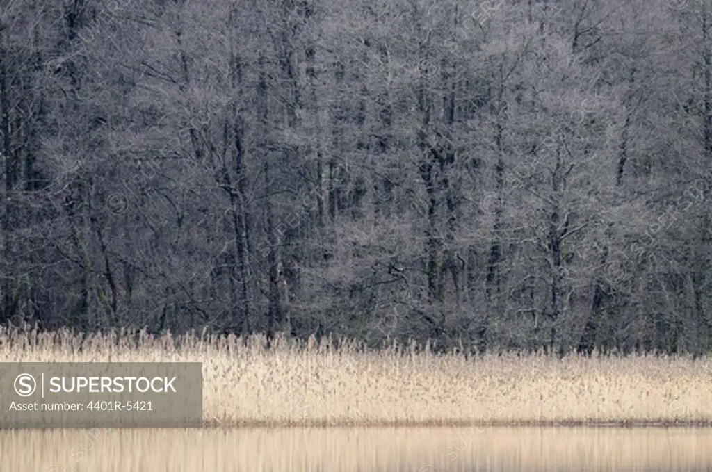Reeds in a lake. Sweden.