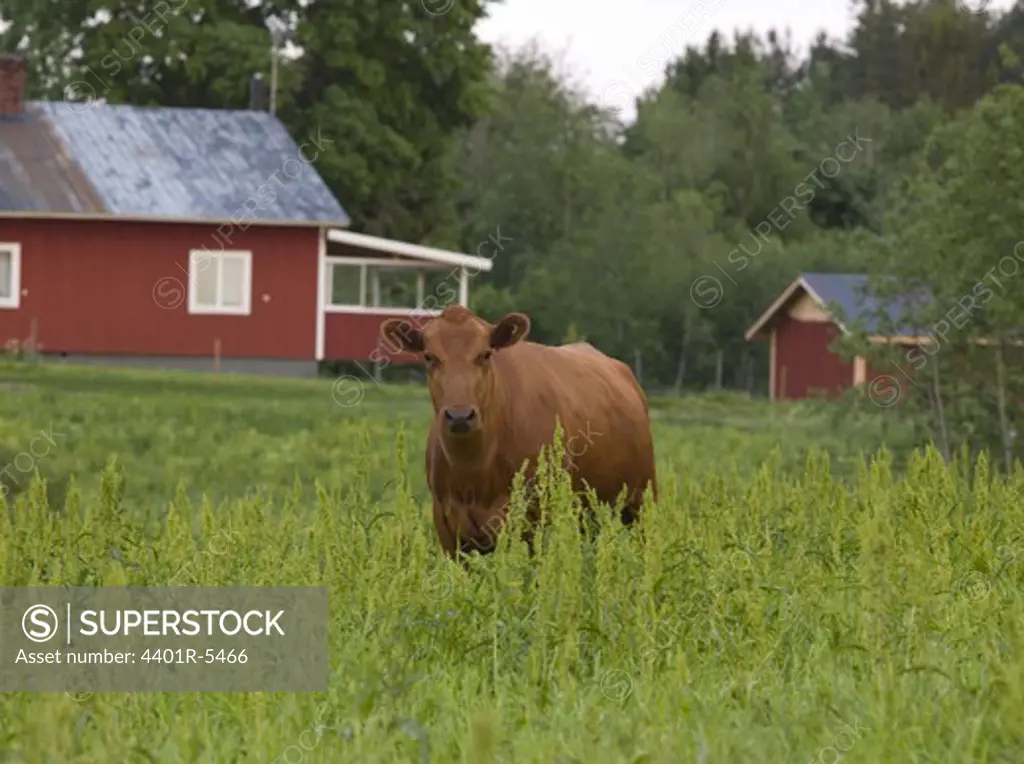A cow, Sweden.