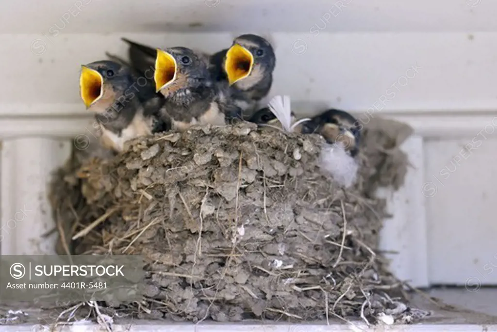 Barn swallows, Sweden.