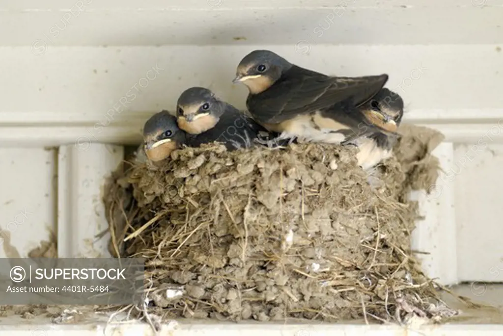 Barn swallows, Oland, Sweden.