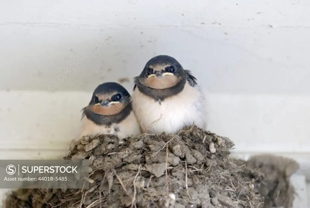 Barn swallows, Oland.