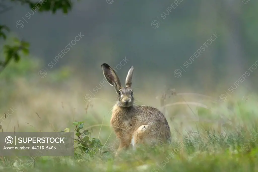 European hare, Lidingo, Sweden.