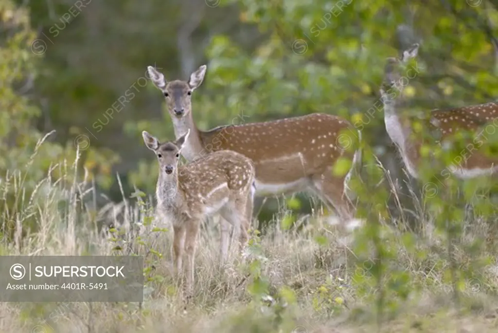 Fallow deer and fawn, Sweden.