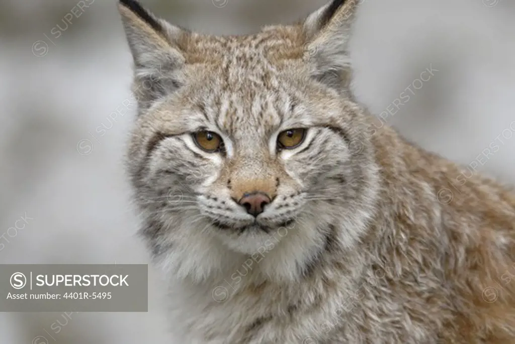 A lynx, Sweden.