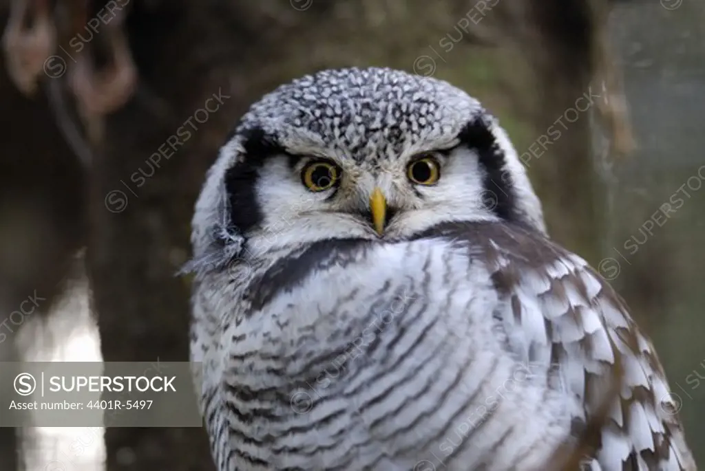 A hawk owl, Halsingland, Sweden.