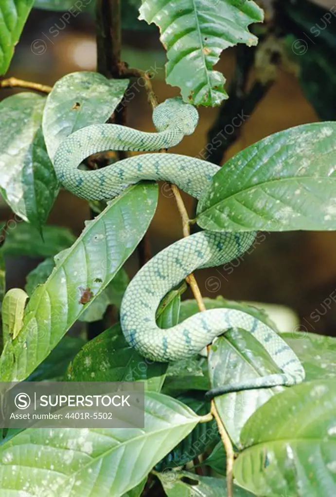 Tropidolaemus wagleri, Borneo, Malaysia.