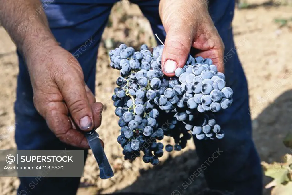 Grapes in a vineyard, Spain.
