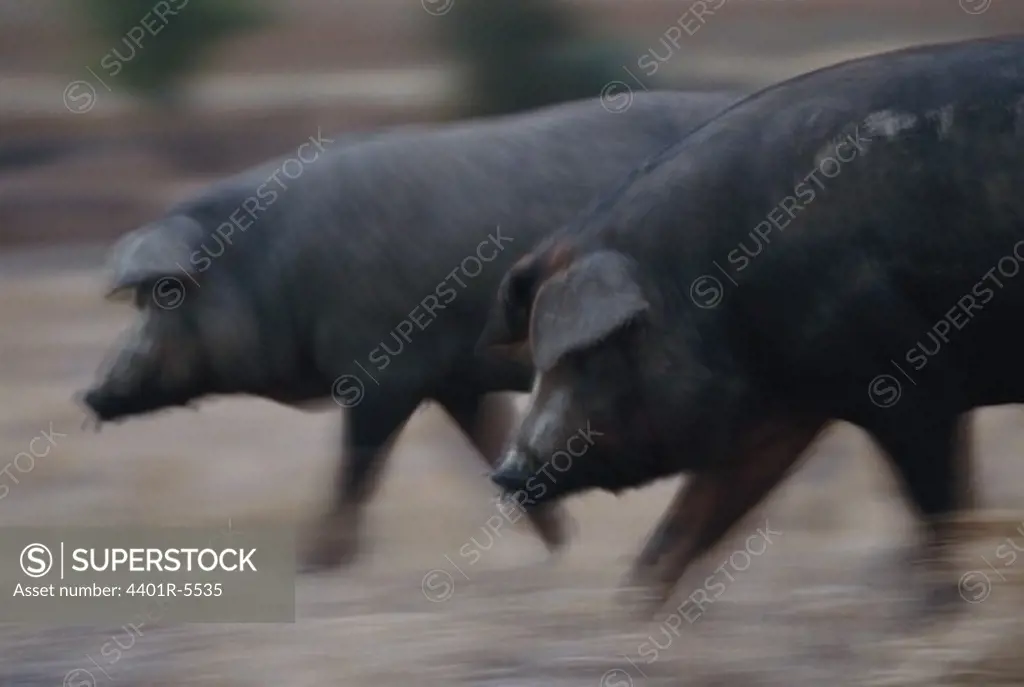 Pigs in motion, Spain.