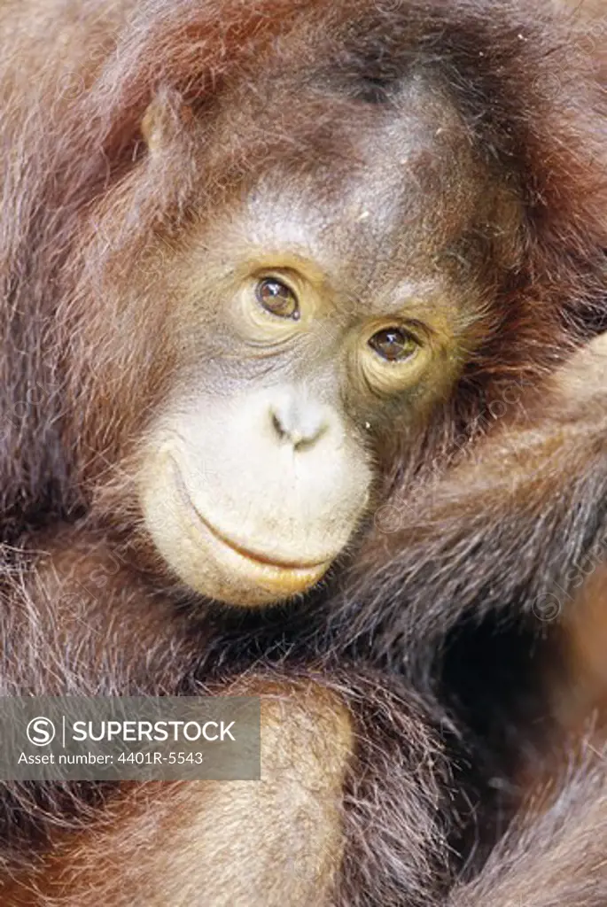 Orangutan, Borneo, Malaysia.