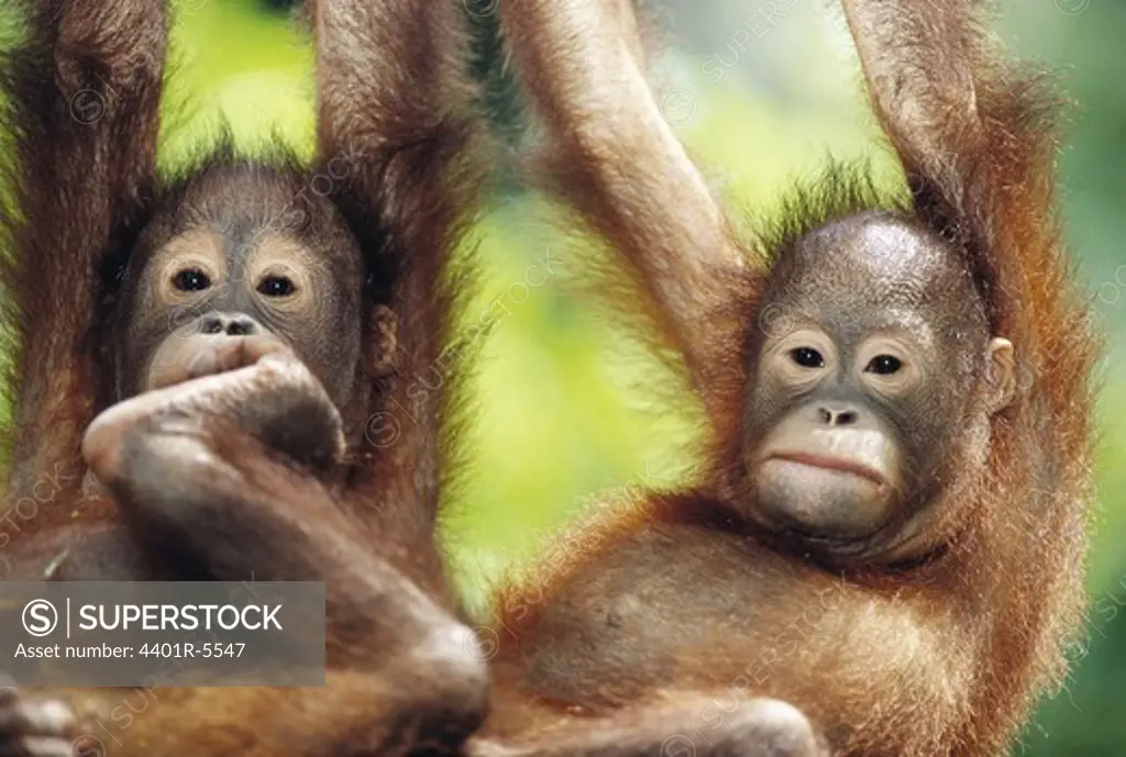 Orangutan, Borneo, Malaysia.