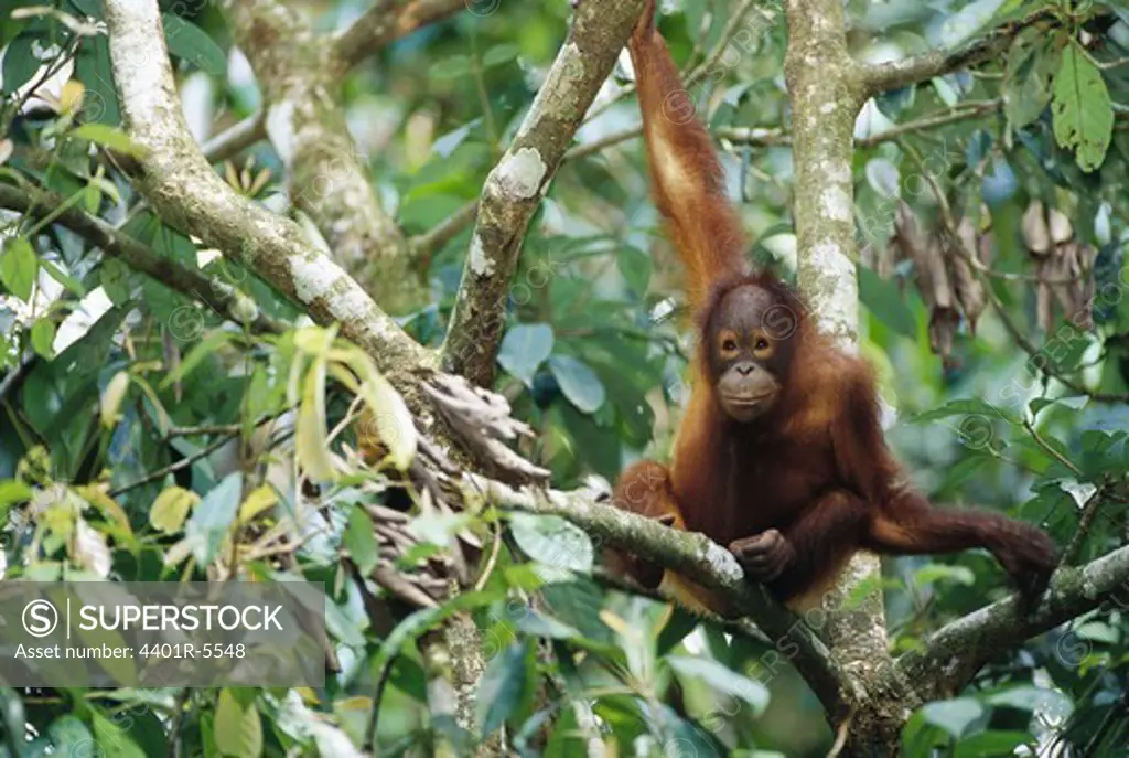 Orangutan, Borneo, Malaysia.
