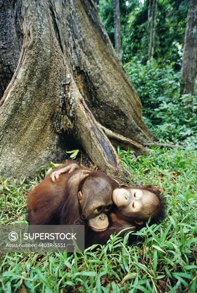 Orangutans, Borneo, Malaysia.