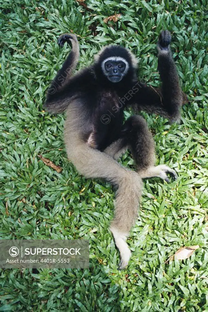 A grey gibbon, Borneo, Malaysia.