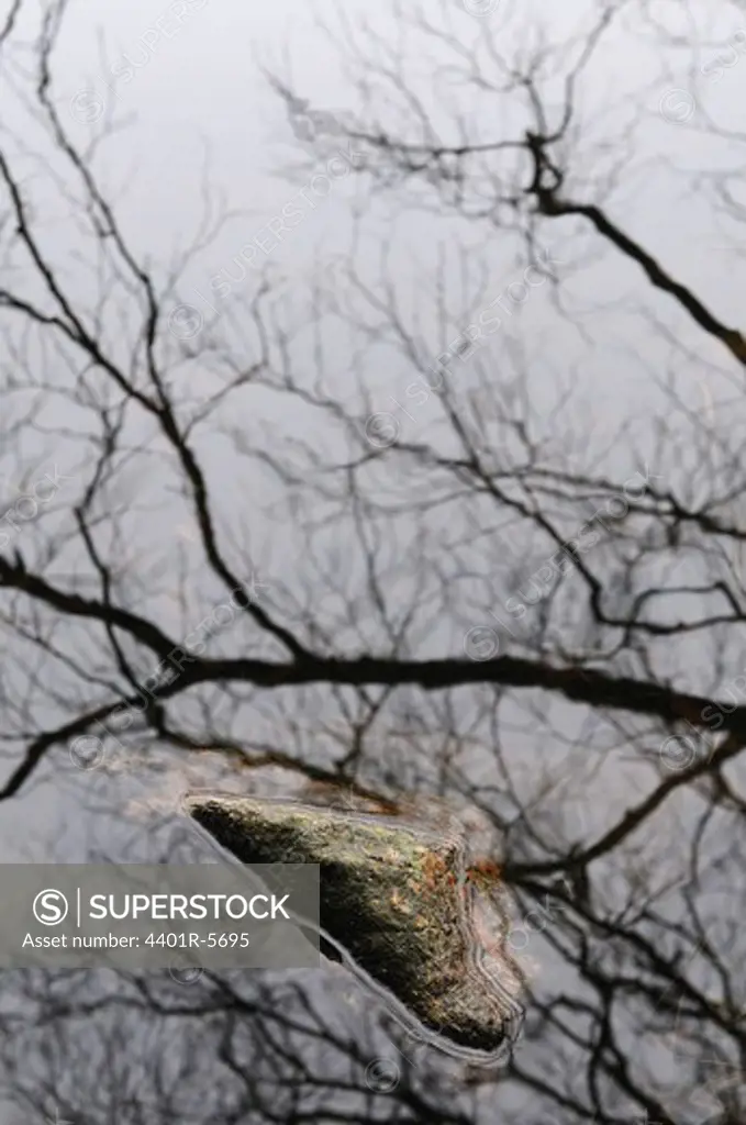 Rock and branches by a lake.