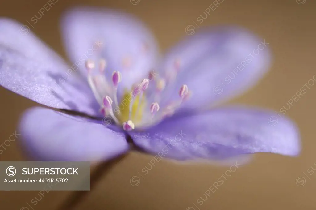 Blue anemone, close-up.