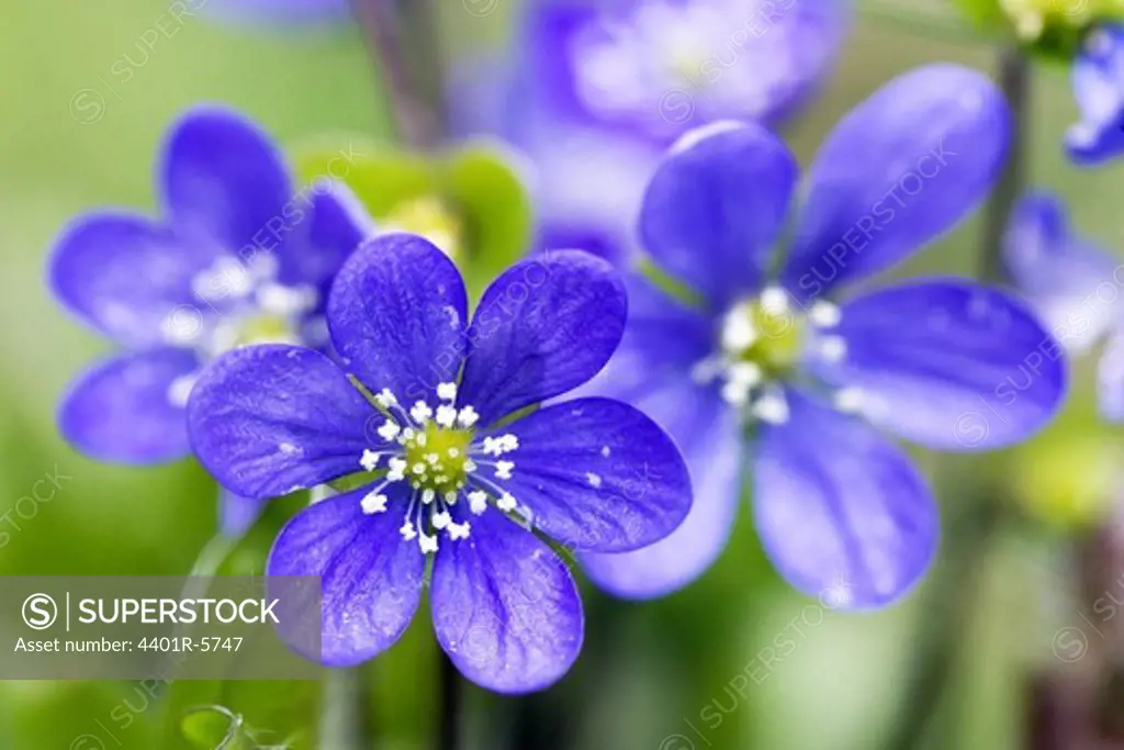 Blue flowers, close-up, Sweden.