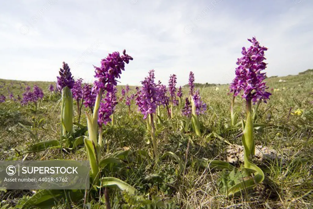 Early Purple Orchids on a meadow.