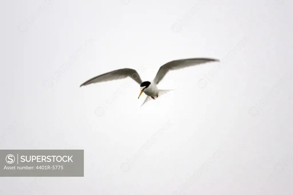 A flying bird, Sweden.