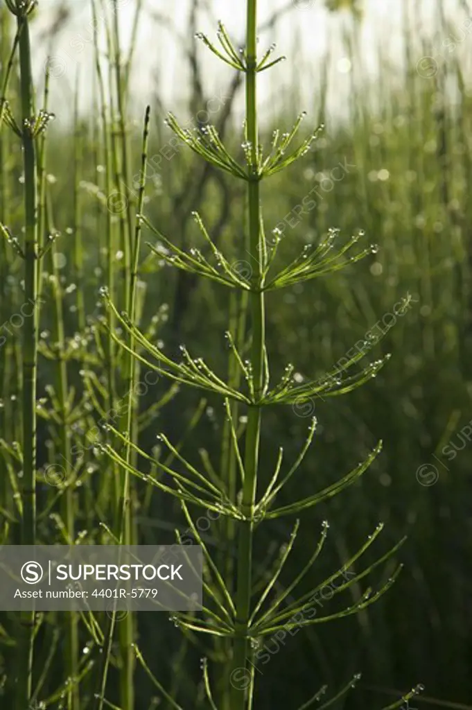 Dew drops on horsetail, close-up.