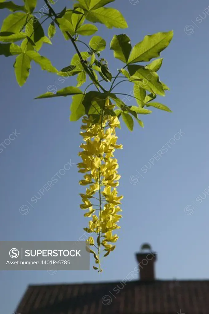 A branch with laburnum in front of a house roof, Sweden.