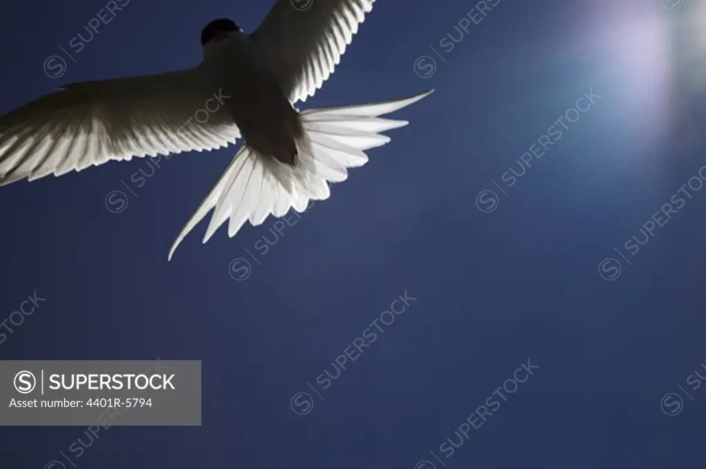 An arctic tern flying, Sweden.