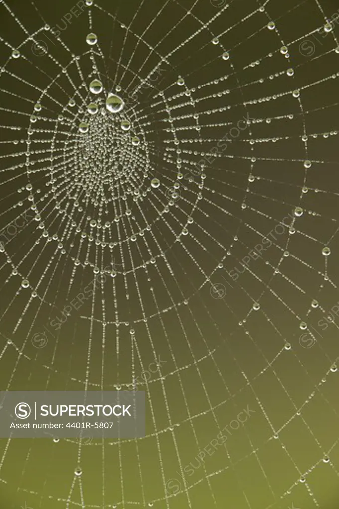 Dew drops on a cobweb, close-up.