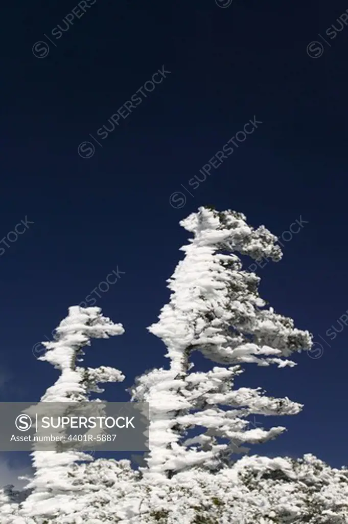 Hoarfrost on trees and blue sky, USA.