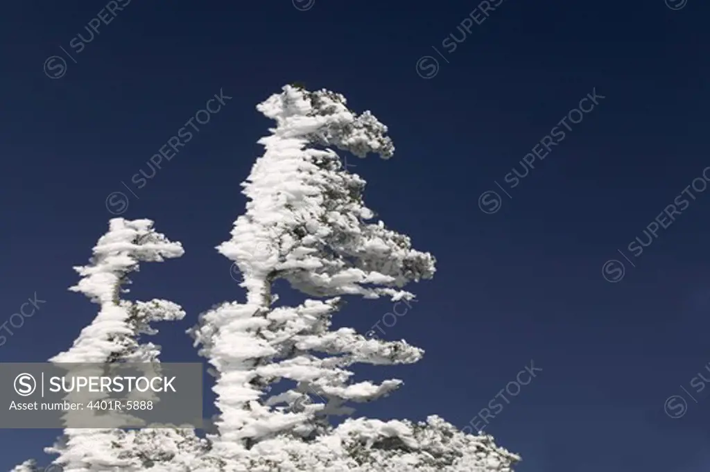 Hoarfrost on trees and blue sky, USA.