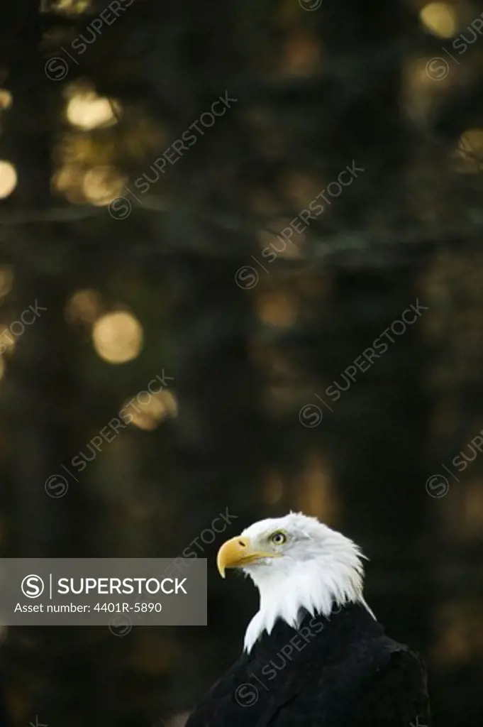 A white-tailed eagle in a forest, USA.