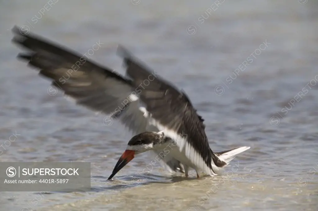 A black skimmer in the water, USA.