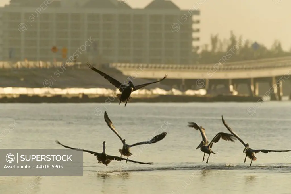 Pelicans fishing, USA.