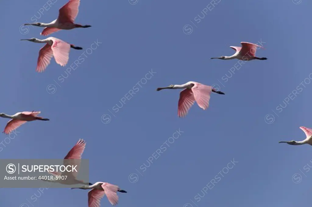 Storks flying over blue sky, USA.