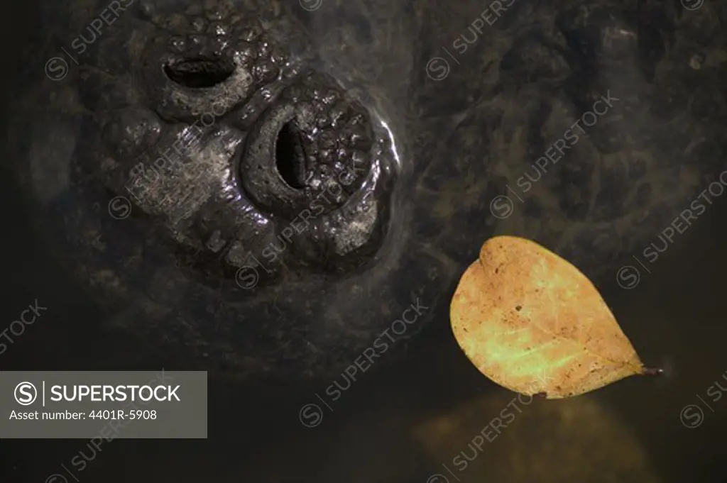 Nostrils of an alligator, close-up.