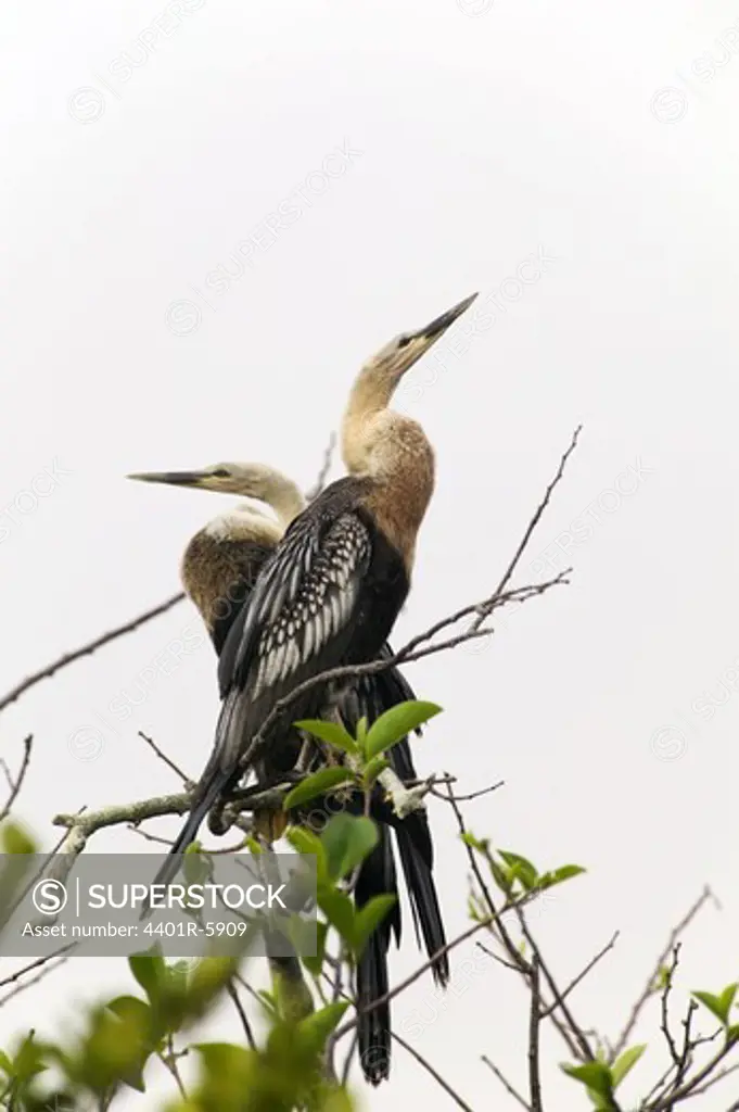 Two anhingas sitting in a tree, USA.