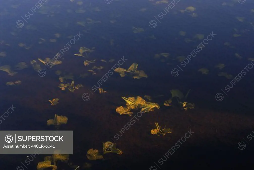 Yellow leaves on the bottom of a sea, Sweden.