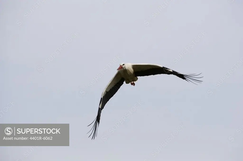 Stork, Skane, Sweden.