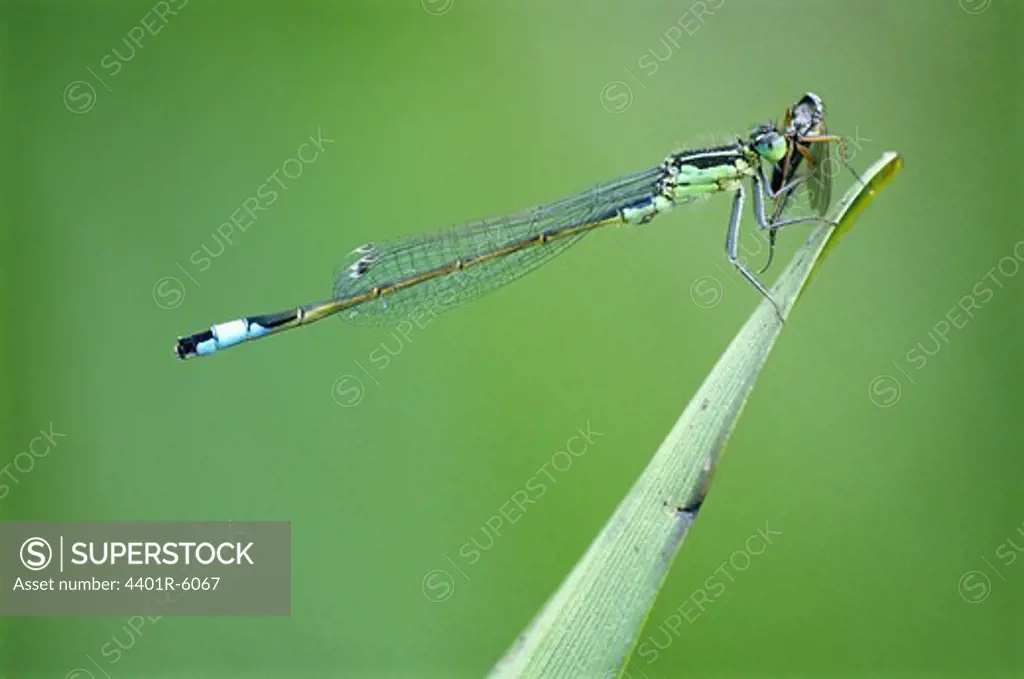 A Damselfly cathing prye, close-up, Sweden.