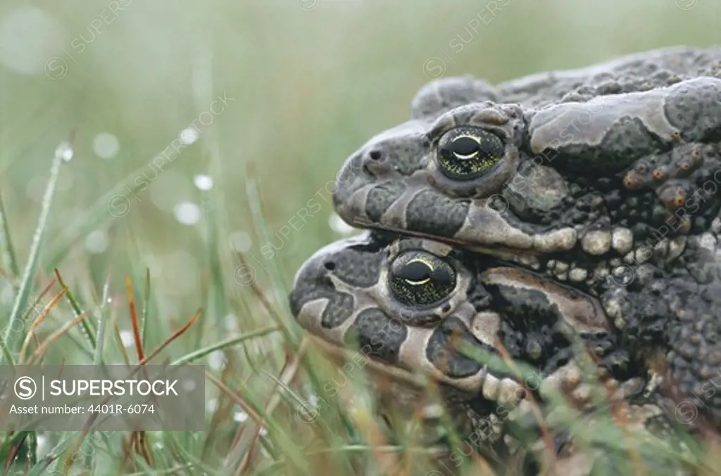 Two European Green Toads mating, Sweden.