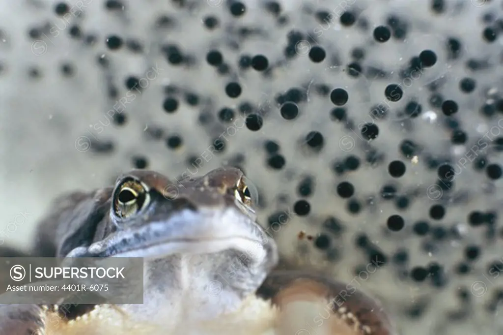 Common Frog and frogspawn, close-up, Sweden.
