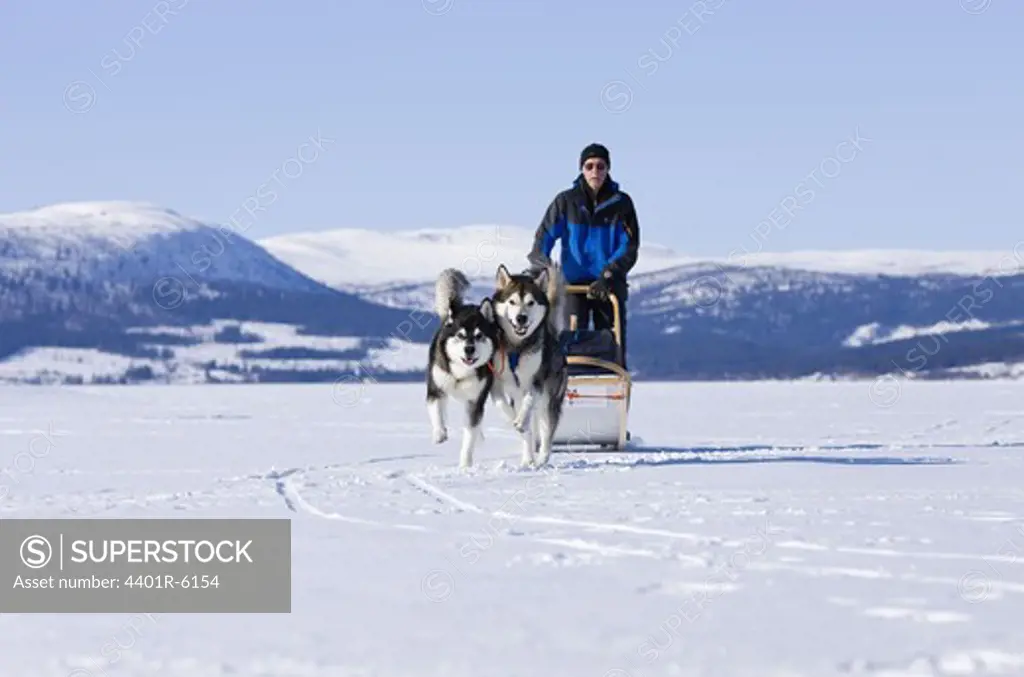 Draught dogs crossing the ice, Sweden.