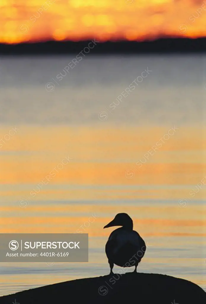 The silhouette of a common eider at sunset, Sweden.
