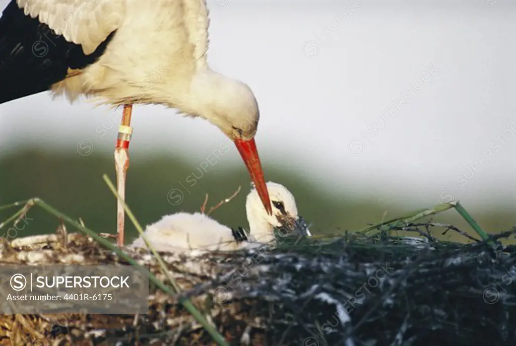 A stork with its young bird, Sweden.