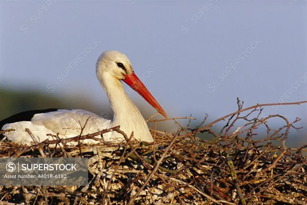 Stork in birds nest